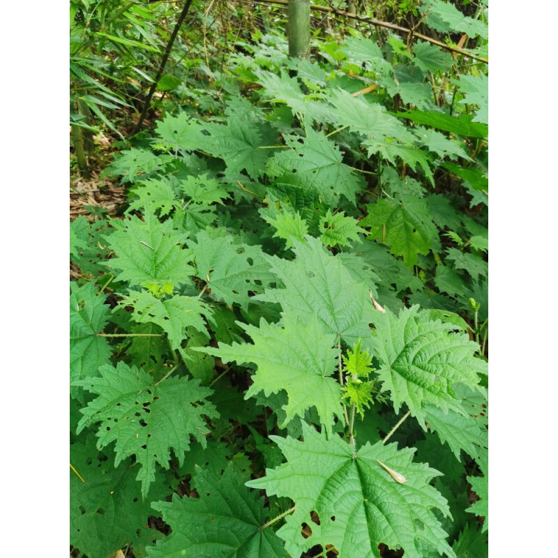 新鲜荨麻草活麻草青活麻籽河马草蝎子草咬人草藿麻根茎叶苗中药材