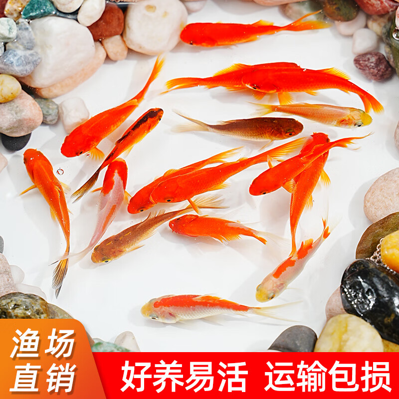 鱼苗观赏鱼金鱼小型好养耐活红鲤鱼纯种小锦鲤 3-5cm草金鱼10条 2备损
