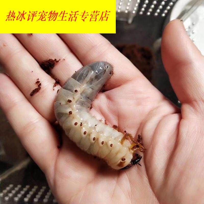 穗桓chong yimo独角仙幼虫宠物大个体甲虫活物活体包活 幼虫一只