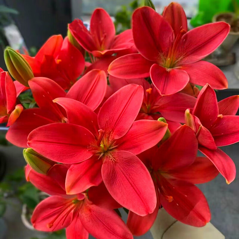 百合种球四季开花耐寒阳台室内外多年生花卉盆栽植物 a3红色宫殿(3颗