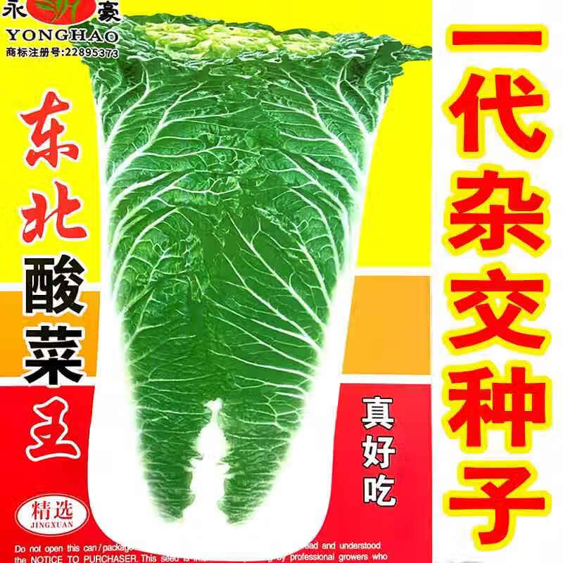 東北酸菜王大白菜種子大全北方秋季白菜籽種子冬儲耐寒越冬耐存儲 東北酸菜種子5包約3500粒