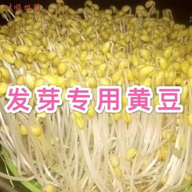 维霆发芽专用黄豆东北农家黄豆豆浆豆腐脑豆芽豆腐五谷杂粮粗粮批发 1