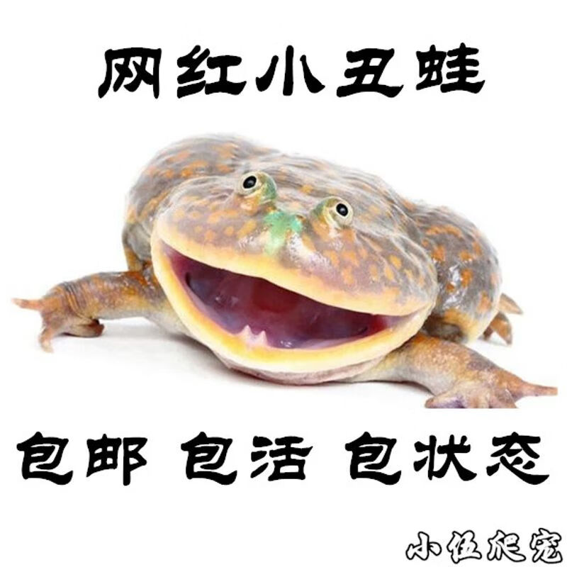 宠以沫小丑蛙珍珠蛙水蛙角蛙萌蛙抖音快手宠物蛙水栖蛙网红蛙 小丑蛙1