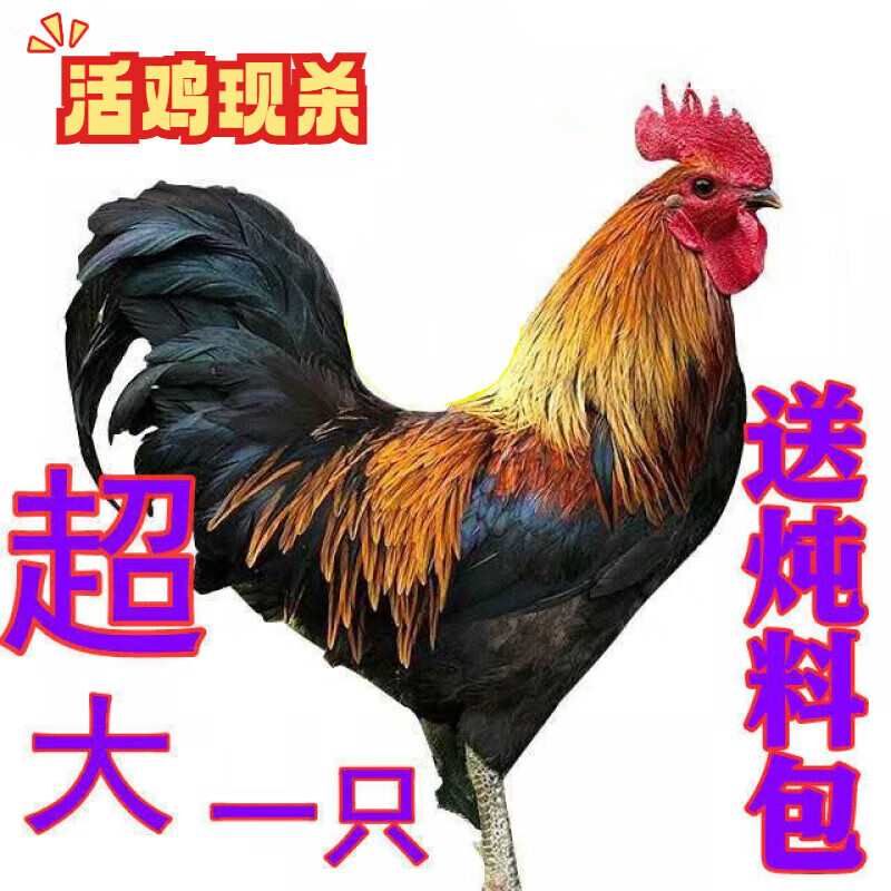5斤掌柜 山东散养纯粮大公鸡贈炖肉料包