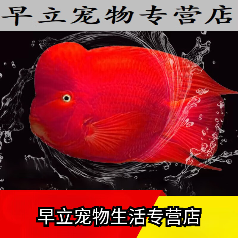 观赏鱼活物热带鱼发财鱼起头中大型鱼鱼 7-8cm血鹦鹉一条