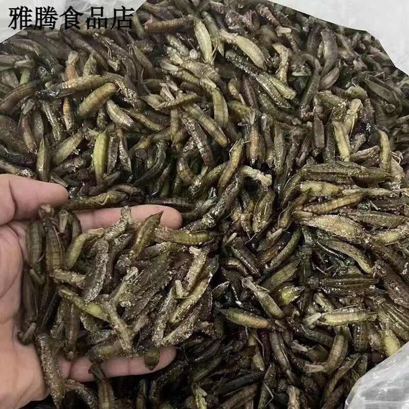 星润嘉水蜻蜓云南特产水蝎子下巴虫幼虫新鲜速冻餐厅烧烤食材500g 5