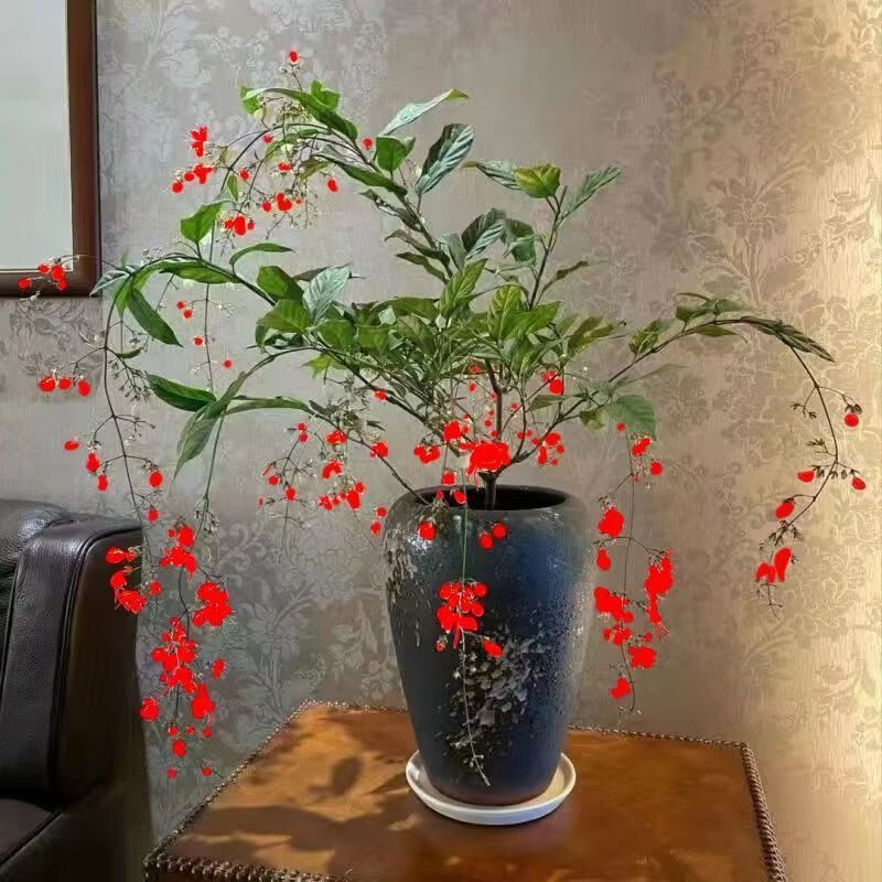 垂絲茉莉盆栽大棵年宵花耐寒客廳茉莉花卉陽(yáng)臺(tái)植物濃香室內(nèi)四季開(kāi) *紅垂絲茉莉* 八年半苗*一顆*30天爆花
