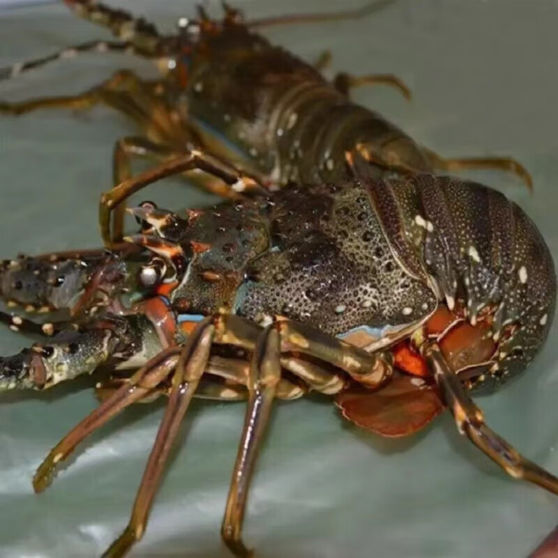 鲜爽集新鲜大龙虾生鲜大花龙 海鲜水产青龙虾红龙虾 小青龙200-250g/只1只装活冻