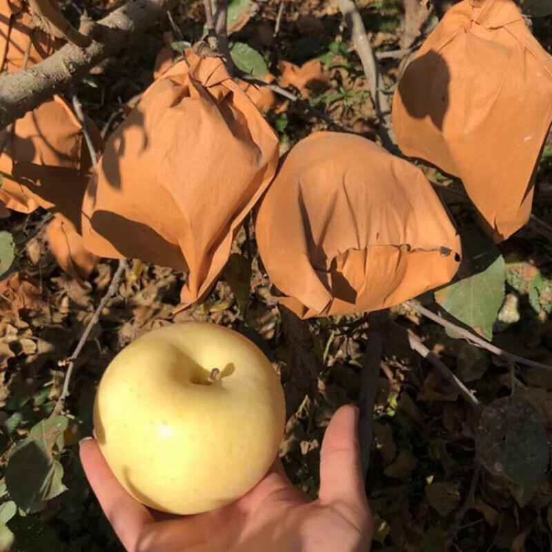 京蚨鲜山东烟台奶油富士苹果黄金苹果新鲜水果脆甜苹果 带箱9-10斤大果【80-85mm】净重8.5