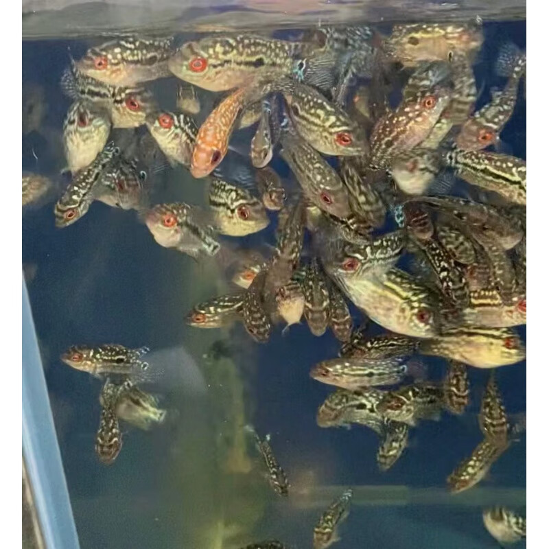 热带观赏鱼火麒麟泰金火凤凰红金花古典苗蛇纹罗汉鱼 可指定品种5条