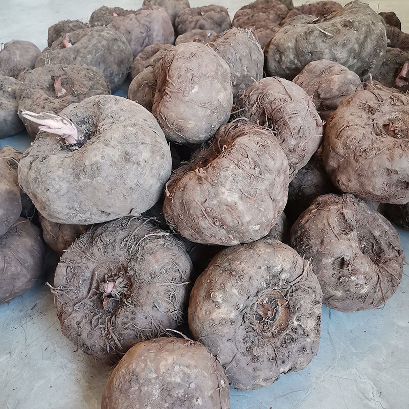 云南自种新鲜大魔芋现挖现发魔芋豆腐原料野生魔芋5斤/9斤 魔芋净重5