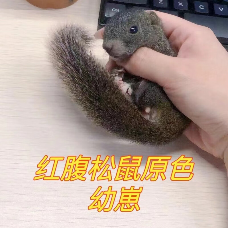 松鼠饲养异宠幼鼠合格抖音活宠学生懒人亲人小松鼠 红腹松鼠幼崽 母