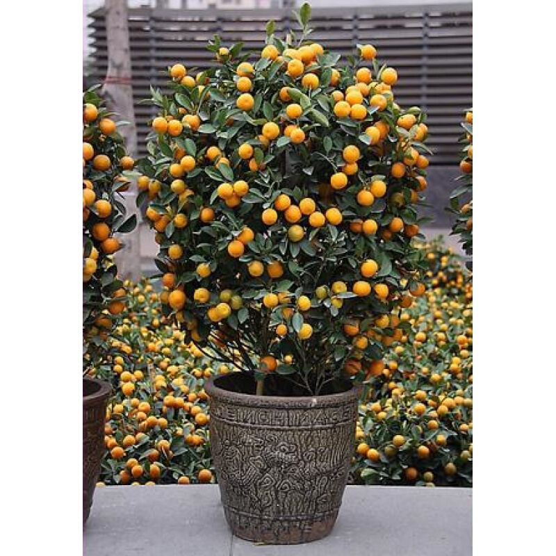 室内盆栽绿植花卉植物金桔盆栽观赏 金橘盆景 柑桔盆景 橘子树苗 九年