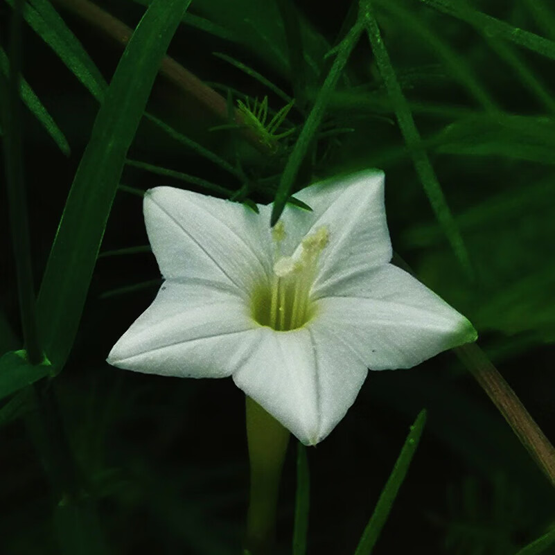 春枝韵白色羽叶茑萝花种子庭院室外花种籽子孑四季播种开花爬藤攀援
