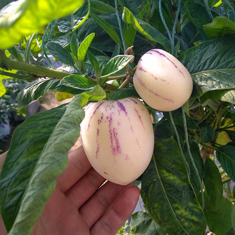 水果苗大果圆果带娃娃模具寿光果苗四季春季易种易活 人参果苗 5棵