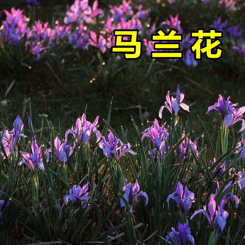 马莲种子 马莲花种子 马兰花种子 庭院耐旱耐寒简单易种花草种籽 马兰