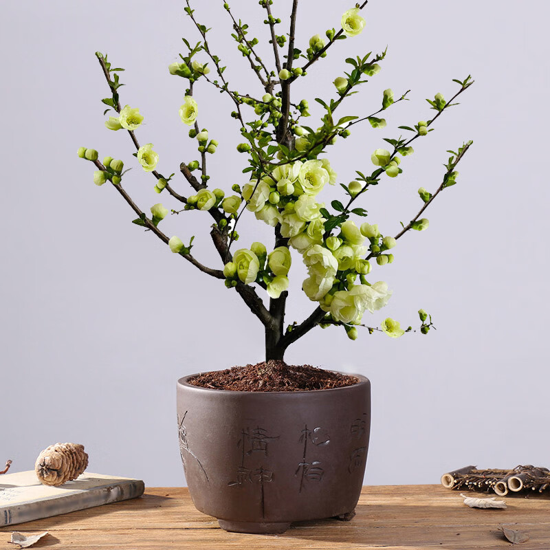 采缇绿宝石海棠栽彩玉海棠老桩银长寿绿色海棠盆景树苗阳台室内花 绿