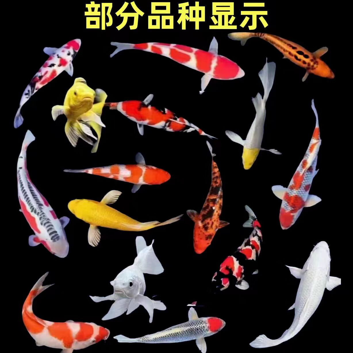 贝冠奇锦鲤活鱼观赏鱼活体淡水冷水鱼易活好养景观鱼红白锦鲤鱼 随机4条(11-13厘米)练手锦鲤