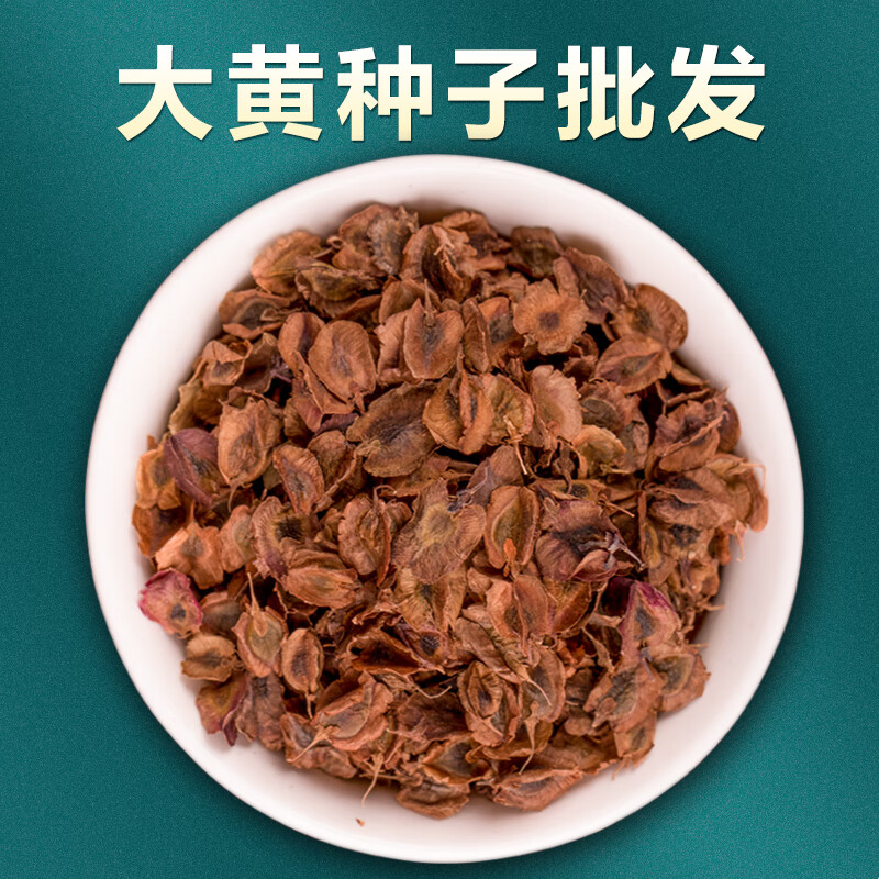 中药材大黄种子马蹄大黄种籽野生正品四季种植苗阳台盆栽药材种 马蹄