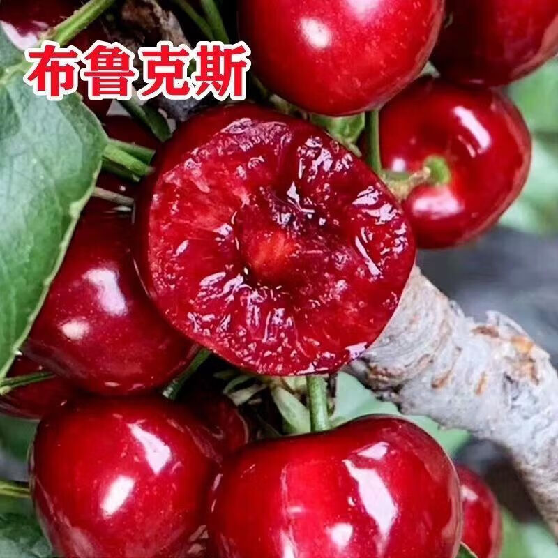 玥缪种苗嫁接布鲁克斯樱桃树苗当年结果盆栽地栽特大樱桃苗南方北 八