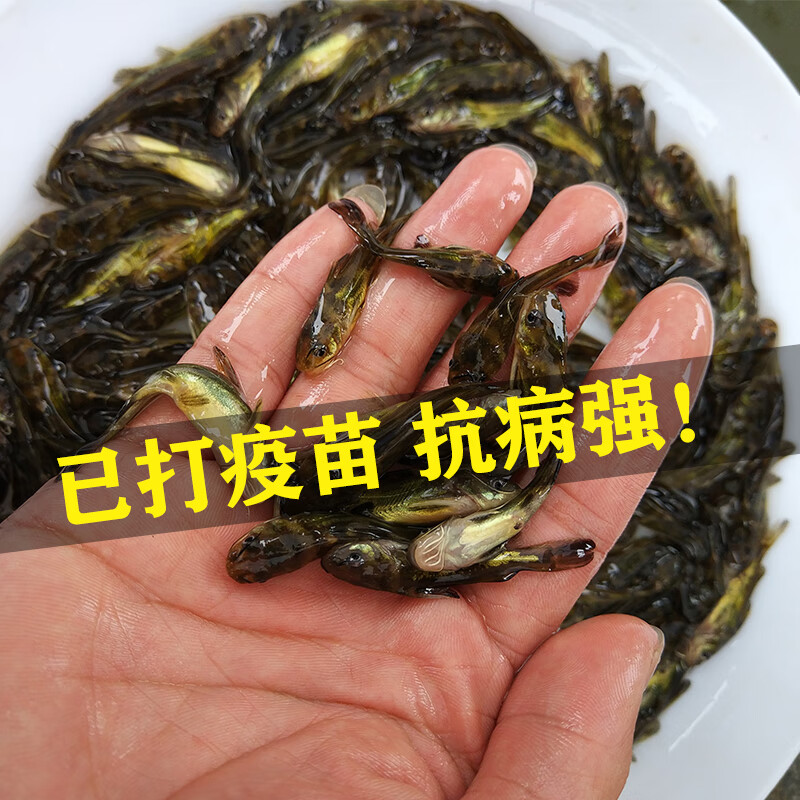 黃辣丁黃骨魚苗黃顙魚苗昂刺黃魚淡水養(yǎng)殖汪丁魚黃角丁黃鴨叫魚苗 黃骨魚3-5厘米300條 送10防損