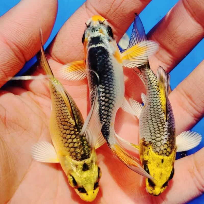 蝴蝶鲤观赏鱼熊猫蝴蝶鲤古铜黄金蝴蝶鲤锦鲤大尾巴冷水鱼鱼 【sss纯种