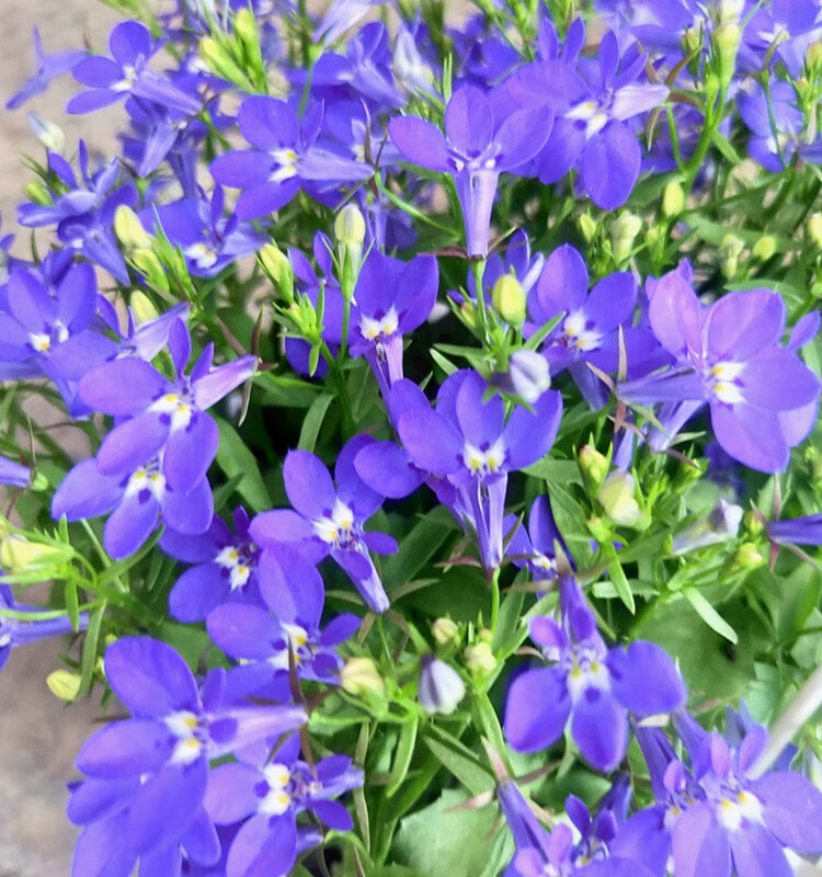 半边莲蓝色带花发货 原盆