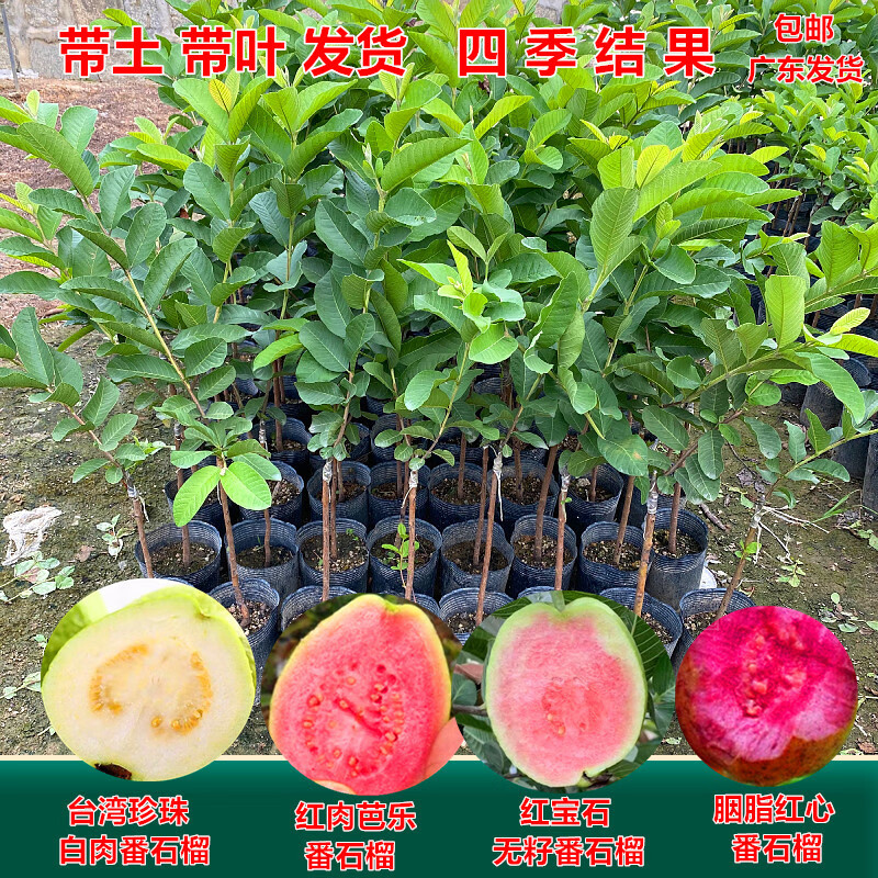 花姬珍珠白肉番石榴苗紅心芭樂無籽紅寶石番石榴樹苗 珍珠白肉番石榴高30-40CM小苗 40cm(含)-50cm(不含)
