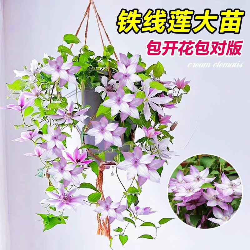 ���ڲ������������а�������������ֲ��ͥԺ�ͺ���ֲ��������������̨�ļ������� �����аС��+EG-90��