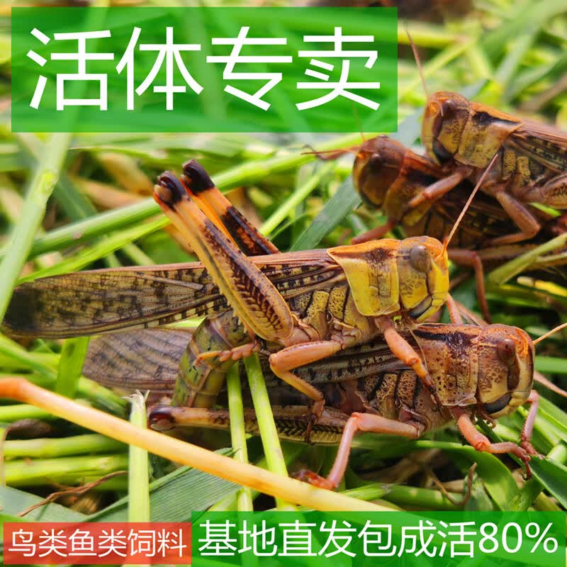 蚂蚱活虫蝗虫蚱蜢画眉鸟爬虫乌龟胡蜂鸟类饲料新鲜公母蚂蚱活体 0.