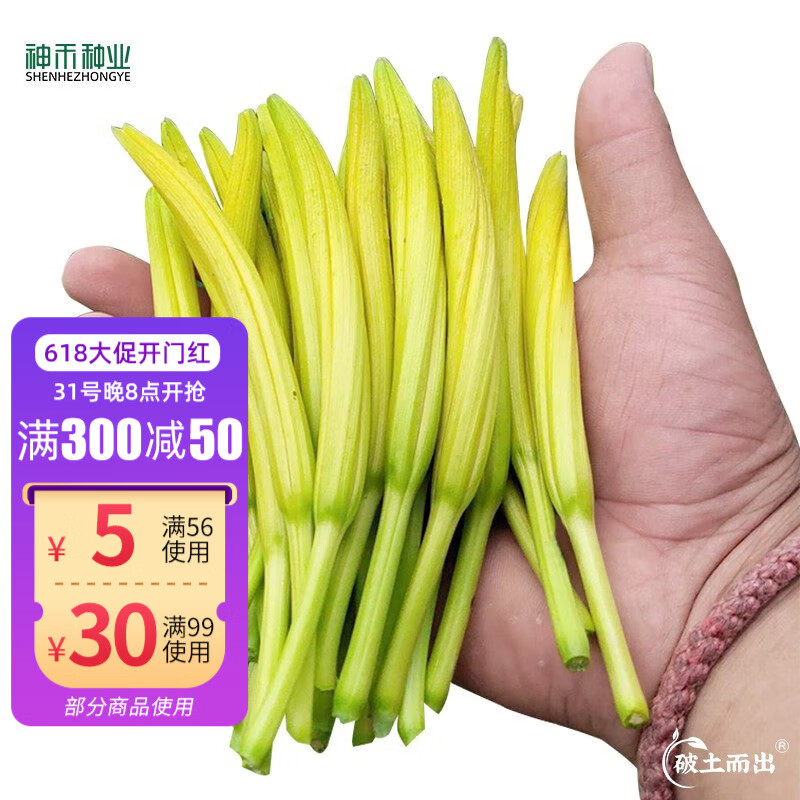 神禾 黄花菜种子苗根苗四季蔬菜籽 哈金龙黄花菜种子 50粒/袋