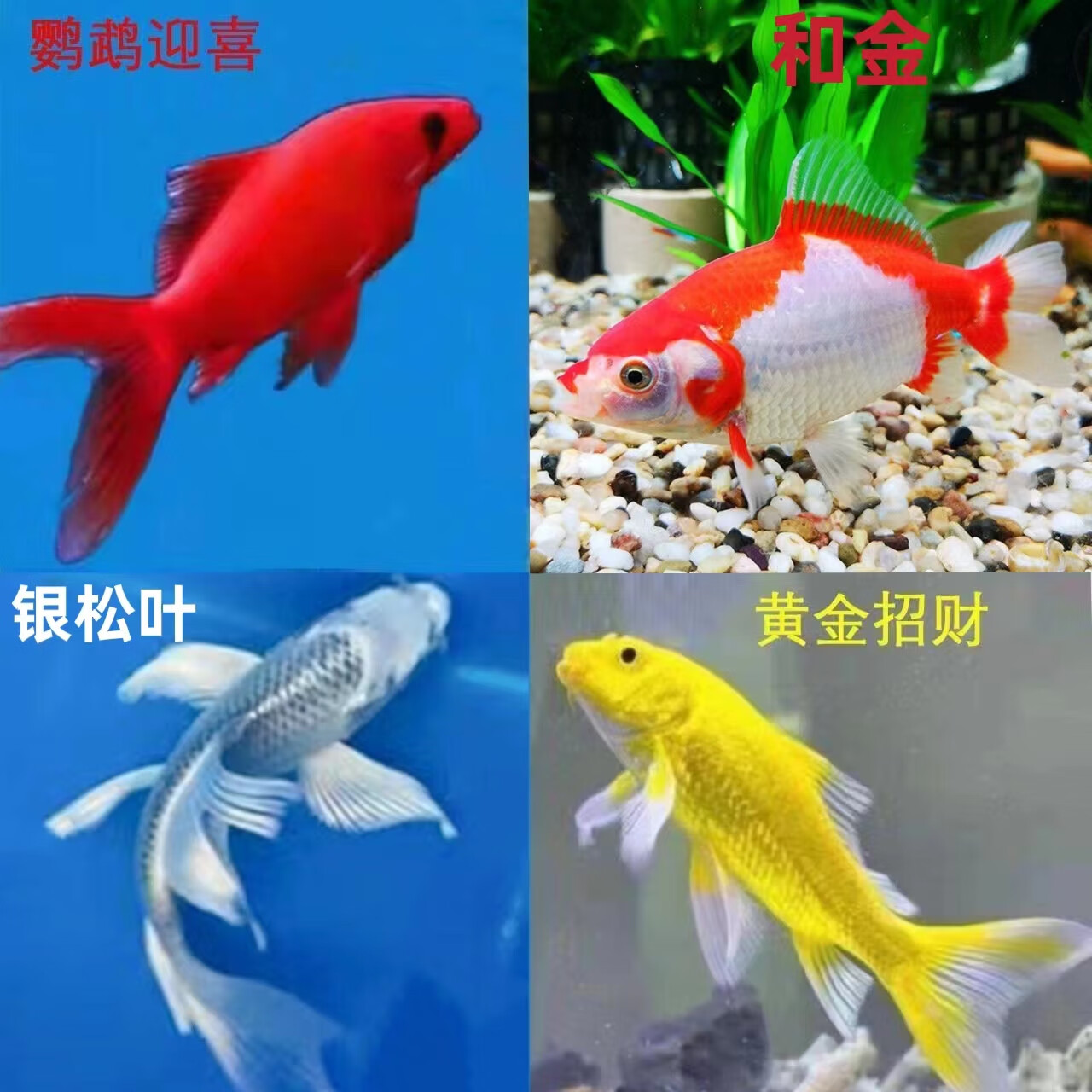 活体观赏鱼银松叶锦鲤合金冷水鹦鹉活鱼金鱼纯种锦鲤草金好养易活