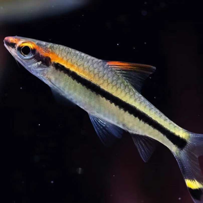 淡水鱼金晶热带鱼草缸之王灯鱼群游之王 2到3厘米一眉道人5条1备损共6