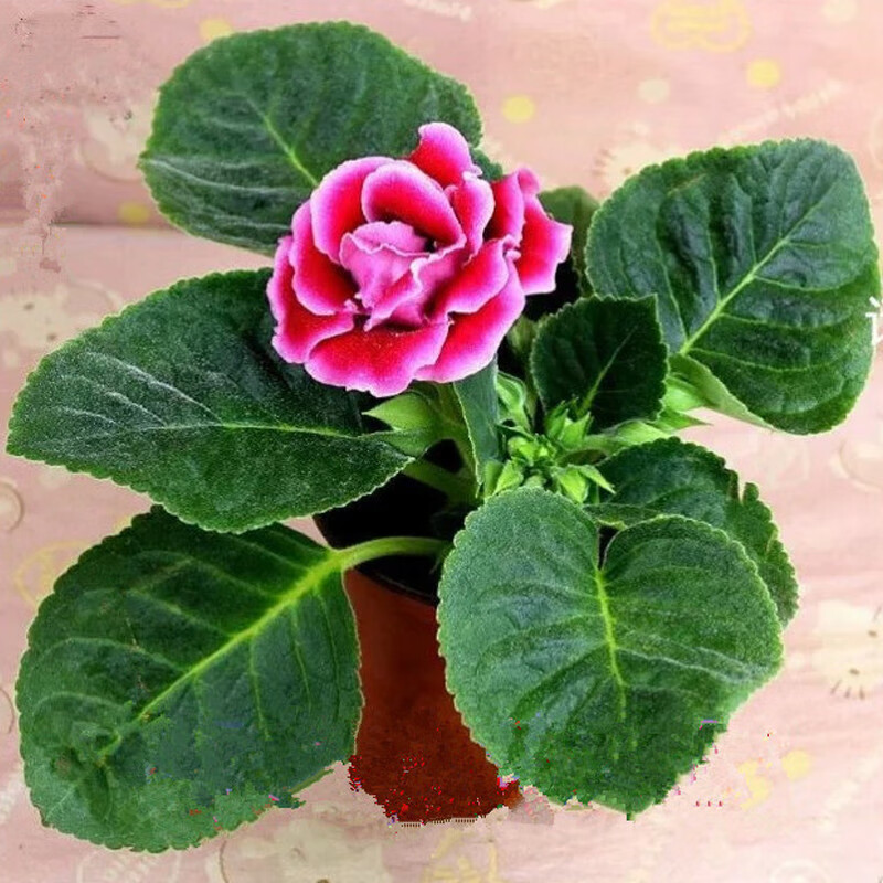 种花迷重瓣花卉绿植大岩桐盆栽花带花苞色泽鲜艳 红色 不含盆 红色