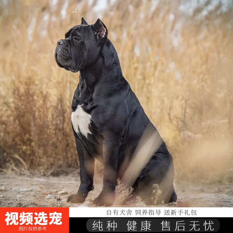 伊宠纯种卡斯罗幼犬宠物狗狗活体小狗活物幼崽护卫犬 宠物级 母