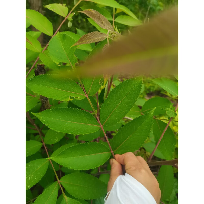 现挖新鲜盐肤木叶盐霜柏敷烟树蒲连盐 五倍子树枝叶500克