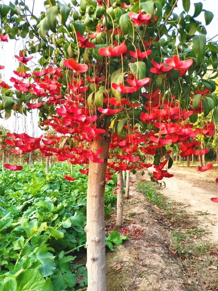 花润露金丝吊蝴蝶树苗庭院风景多花垂钓盆景四季种植花卉大型耐寒风景