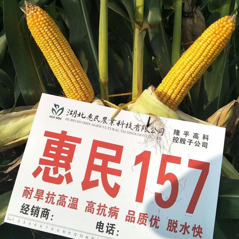 惠民157国审玉米种大全红轴大棒大马牙玉米种矮杆紫杆抗病耐旱 国审