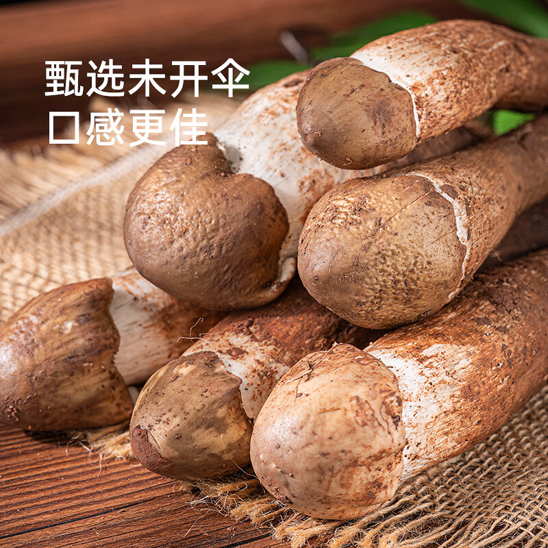 火把鸡纵云南特产火锅炖汤食材食用蘑菇 野生大鸡枞菌【未开伞】精选