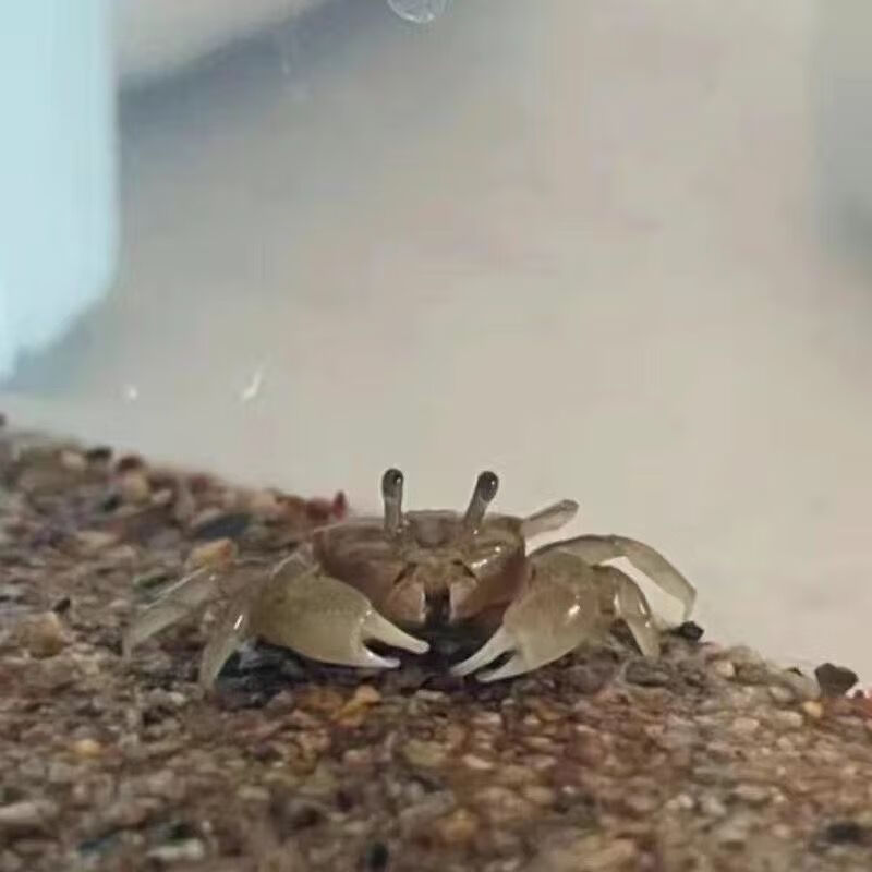 可爱迷你豆豆蟹淡水宠物辣椒蟹易养活萌宠孩子礼物爬宠螃蟹观套装