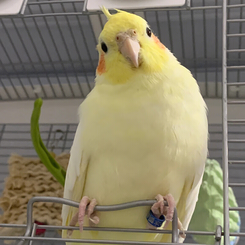 玄凤鹦鹉活鸟手养亲人会说话宠物雏鸟好养活原始灰黄化断奶小半毛