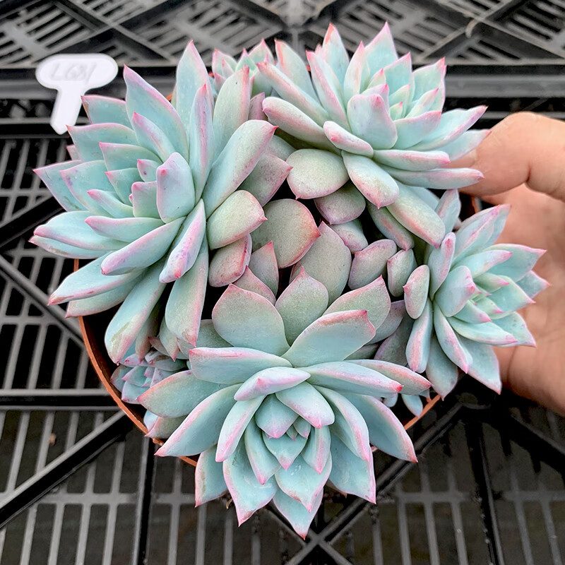 墨薰槿一物一拍 粉蓝鸟大颗老桩多肉植物多头精品好养好度夏绿植蓝鸟