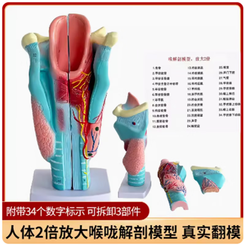 人体2倍放大喉咙解剖模型喉软骨结构与功能放大模型喉肌喉腔学生通用