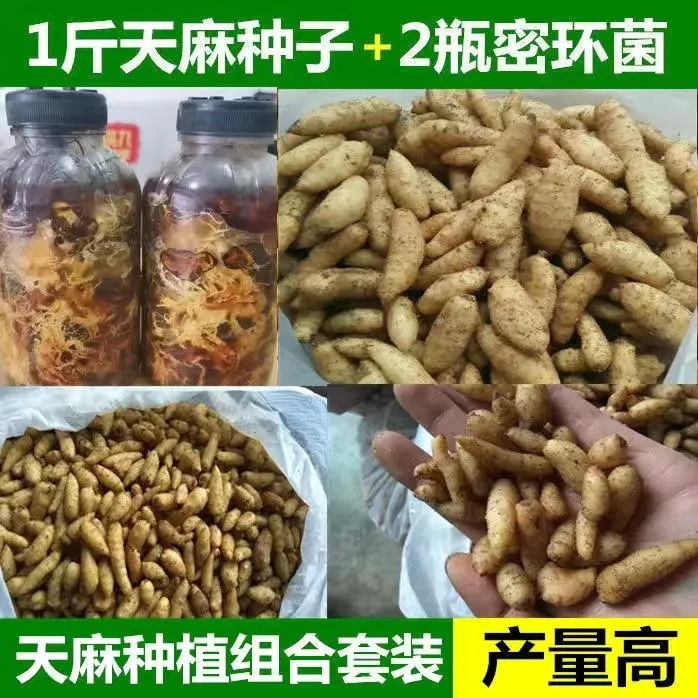 现挖新鲜乌天麻种子/乌红杂交0代种/天麻种苗/蜜环菌四季套餐种子 天麻种子2斤+蜜环菌4瓶
