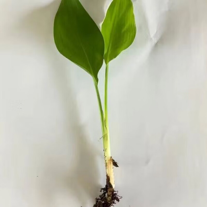 四季常青 不开花丨天堂鸟小幼苗一株5cm