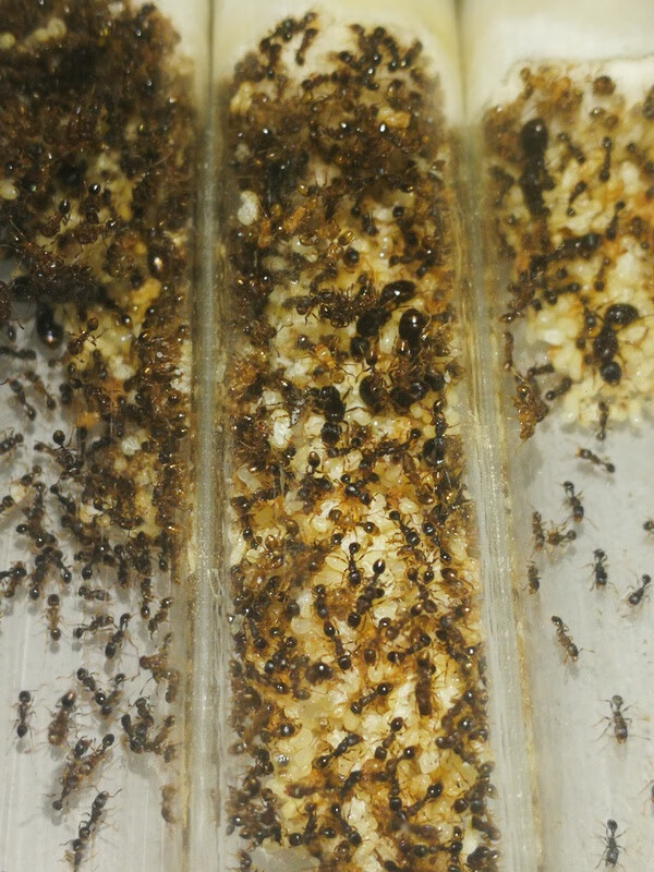 zkhe草地铺道蚁 各种群落蚂蚁工坊新手蚁后活体蚂蚁宠物 1后10-30工