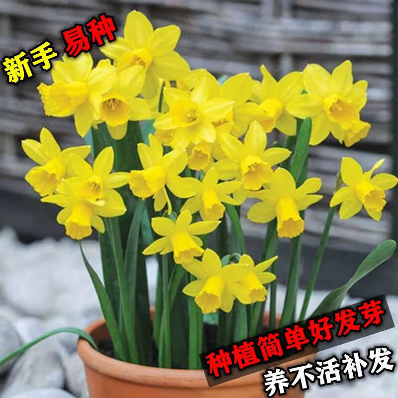 洋水仙【悄悄话】 1颗 营养液