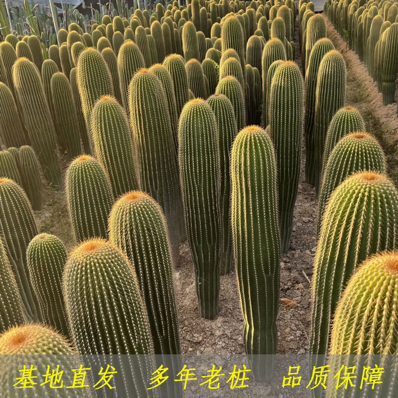 七流婉大凤龙仙人柱 大型群生老桩多肉植物盆栽 好养易活室内大颗绿植