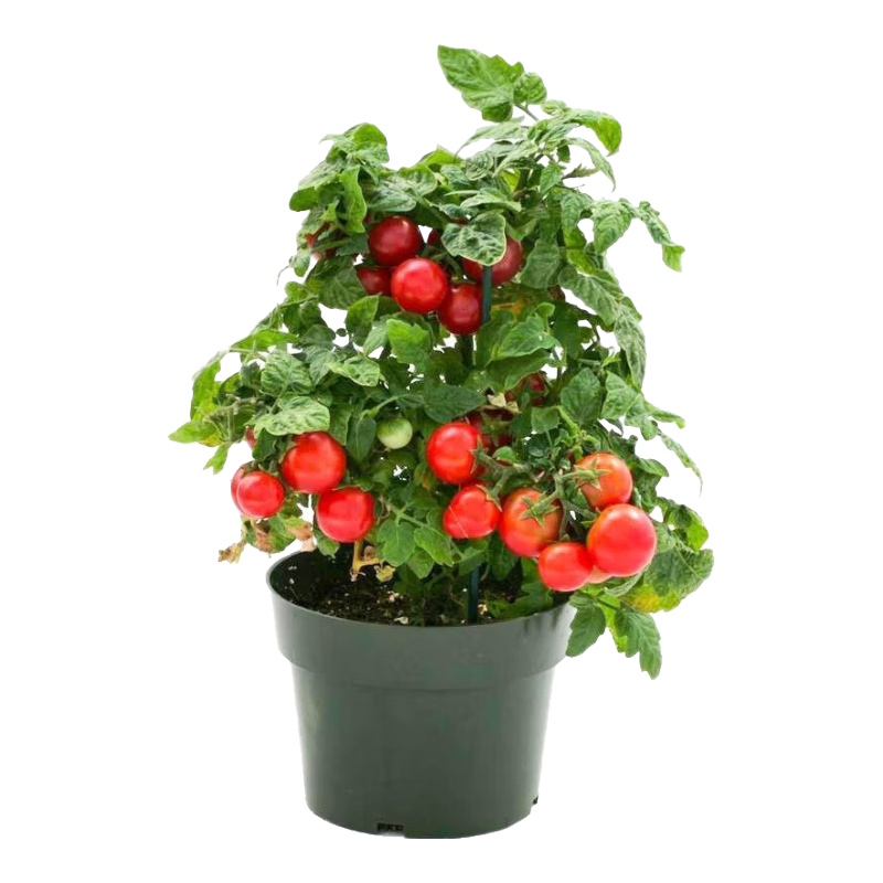 ����ȯ:���Ժ췬������1��Լ200��