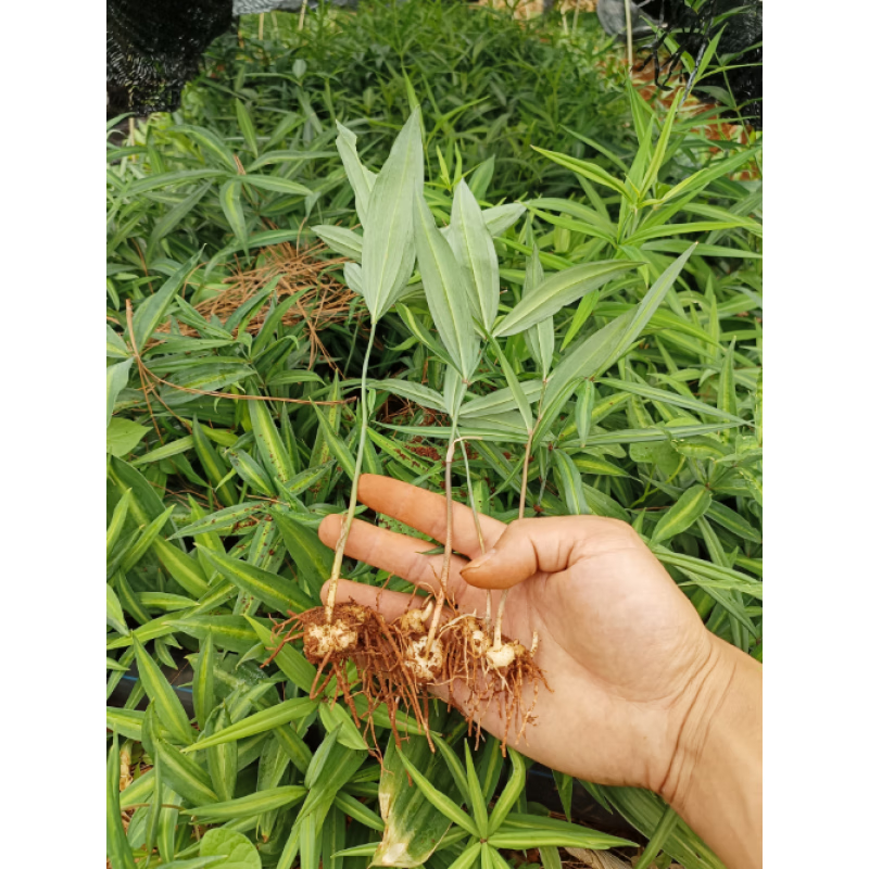 云南滇黄精种植种苗 大黄精苗  种子育苗基地直销 滇黄精大黄精2年苗